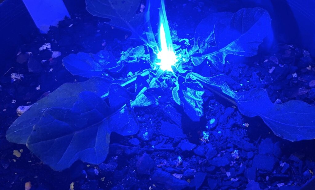 Quel type de laser peut-on utiliser pour le désherbage au laser ?